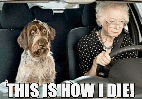 funny-scared-shocked-dog-car-old-woman-senior-citizen-driving-pics-600x422
